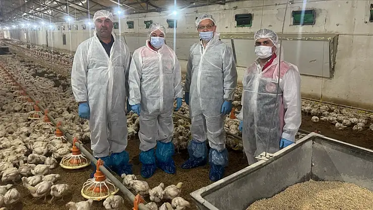 Tavuk eti ihraç edilerek ülke ekonomisine katkı sağlıyor