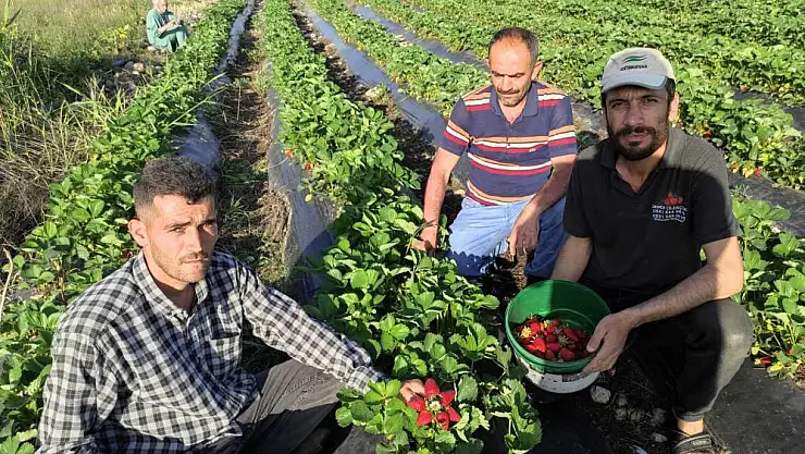 Organik Sason çileğinde hasat başladı