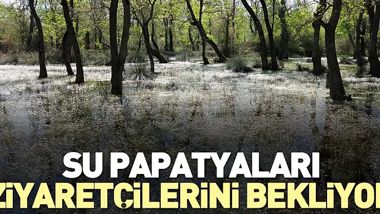 Su papatyaları ziyaretçilerini bekliyor