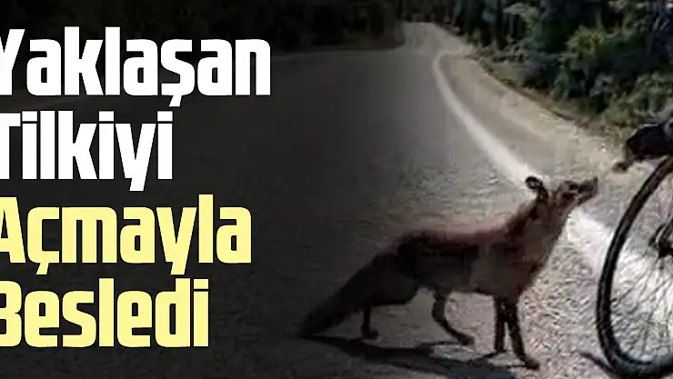 Yaklaşan Tilkiyi Açmayla Besledi