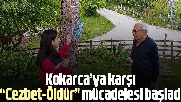 Kokarca'ya karşı 'Cezbet-Öldür' mücadelesi başladı