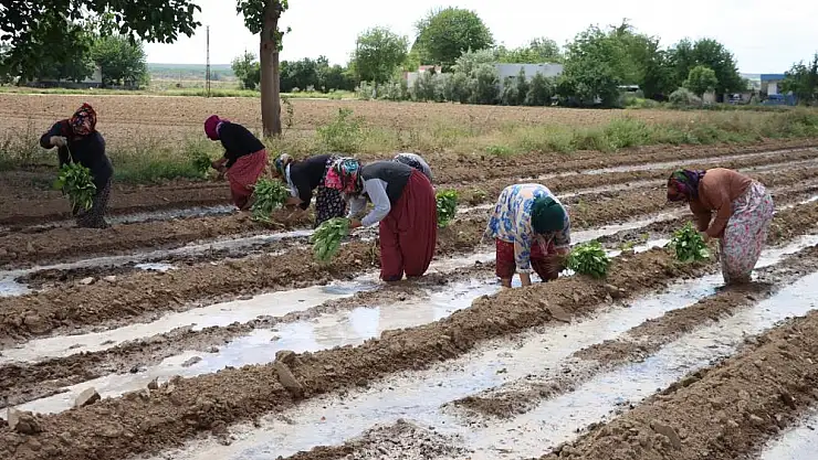 Tescilli Birecik Patlıcanda ekim zamanı