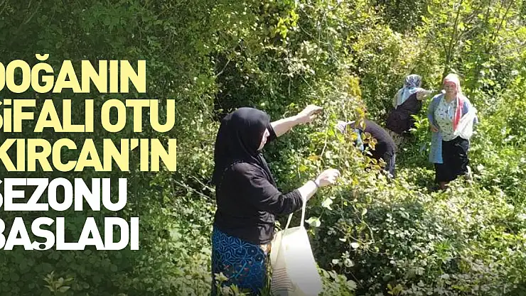 Doğanın şifalı otu 'kırçan'ın sezonu başladı