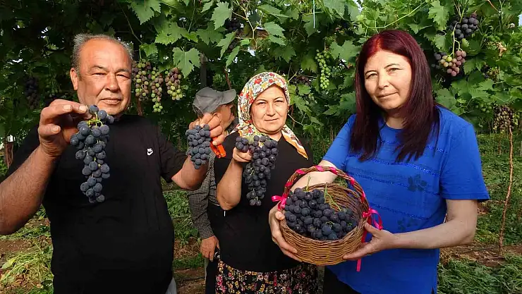 Turfanda 'Siyah İnci' hasadı açılış yaptı