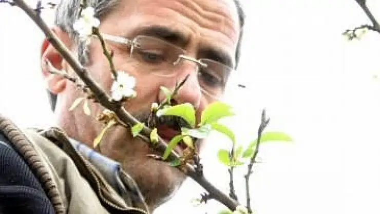 Dut ve erik ağaçları kışın meyve verdi