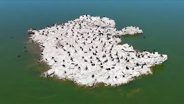 Lav kalıntıları göçmen kuşların üreme alanı haline geldi