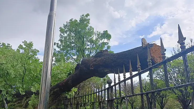 Başkentte fırtına ağaçları devirdi