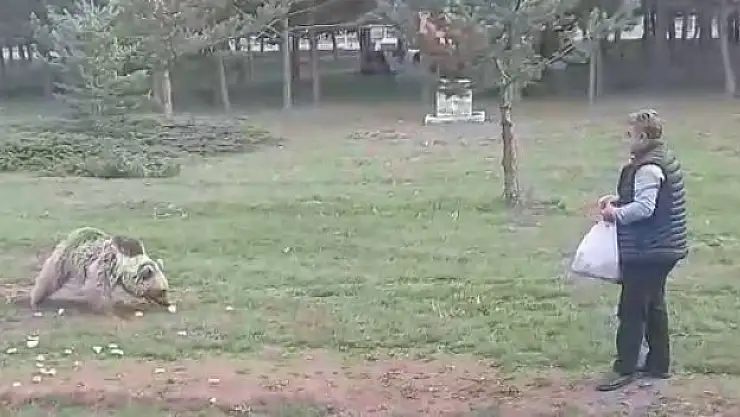Çemşit isimli bozayıyı besledi