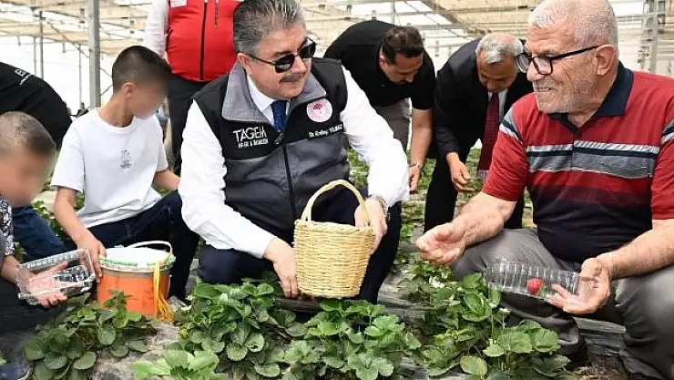 'Nesiller buluşuyor' projesi kapsamında çilek hasadı