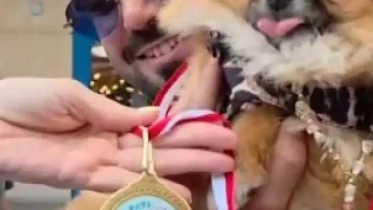 Güzellik yarışmasında birinci seçilen köpek kayboldu