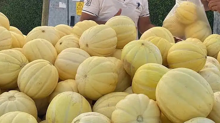 dayanıklılığıyla öne çıkan Gönen kavunu coğrafi işaret yolunda