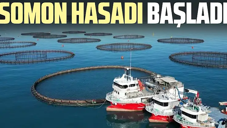 Somon hasadı başladı