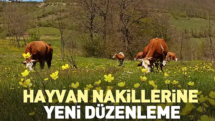 Hayvan nakillerine yeni düzenleme