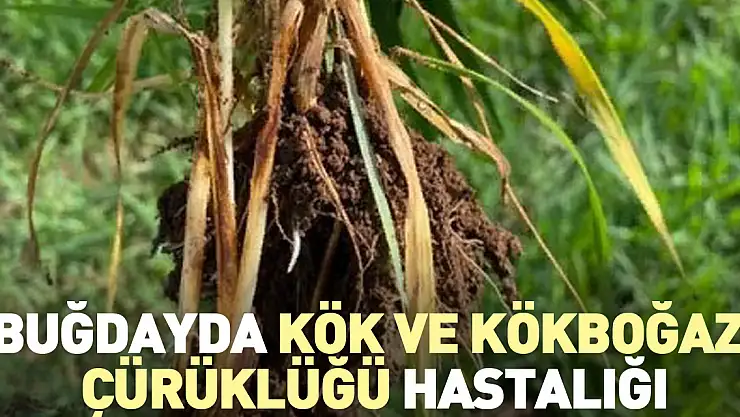 Buğdayda Kök ve Kökboğazı Çürüklüğü Hastalığı