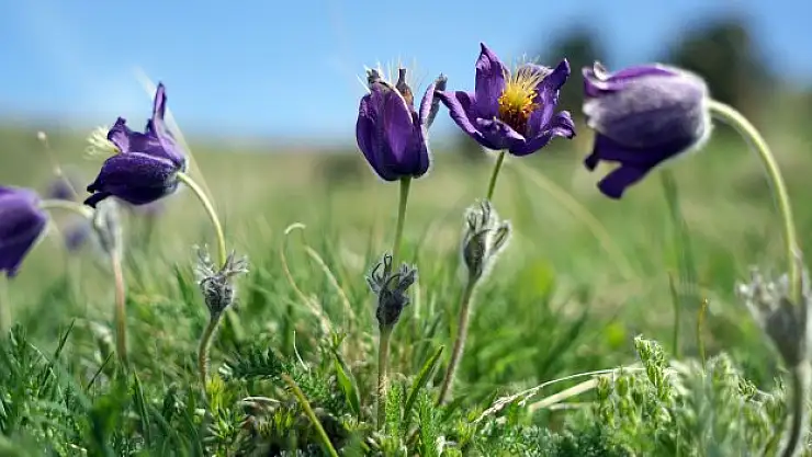 Kaf Lâlesi renk cümbüşü oluşturdu