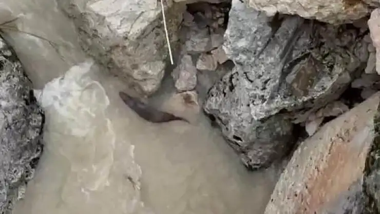 Nesli tükenme tehlikesi altındaki su samurları görüntülendi