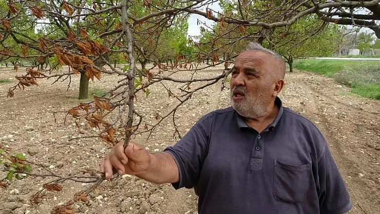 ZİRAİ DON DARBESİ ALAN AĞAÇLAR YEŞERDİ