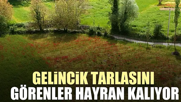 Gelincik tarlasını görenler hayran kalıyor