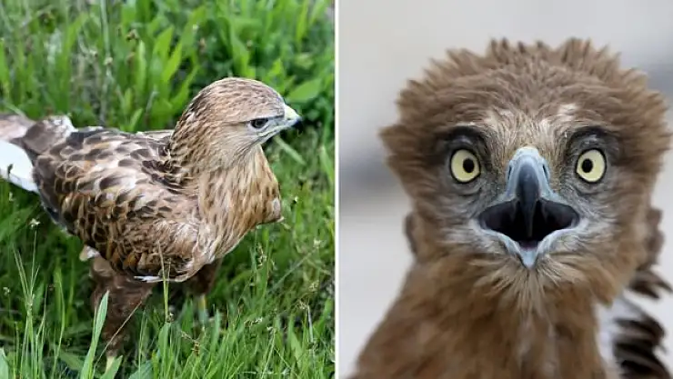 Yaralı kuşlara ev sahipliği yapıyor