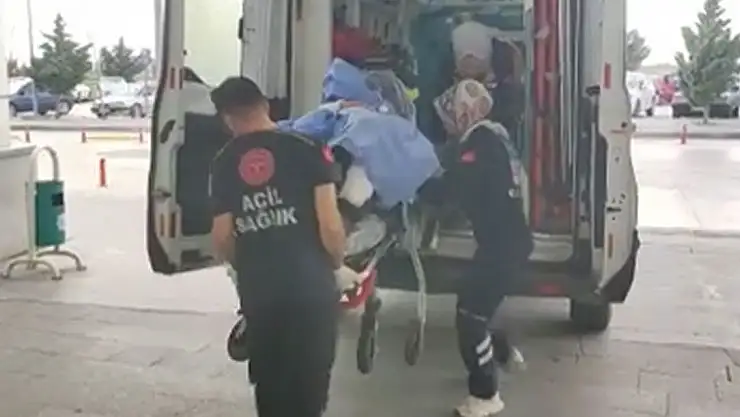 Başıboş köpek dehşeti