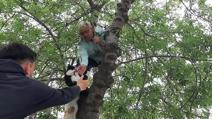 Yavru kediyi annesine kavuşturmak için hayatını hiçe sayarak ağaca tırmandı