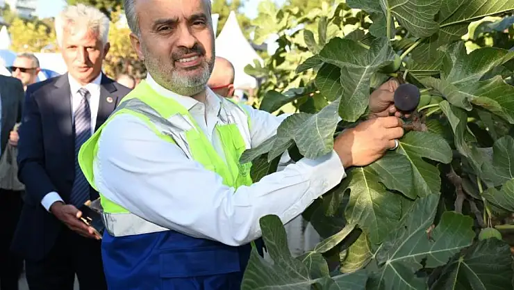 Başkan Aktaş siyah incir hasadına katıldı