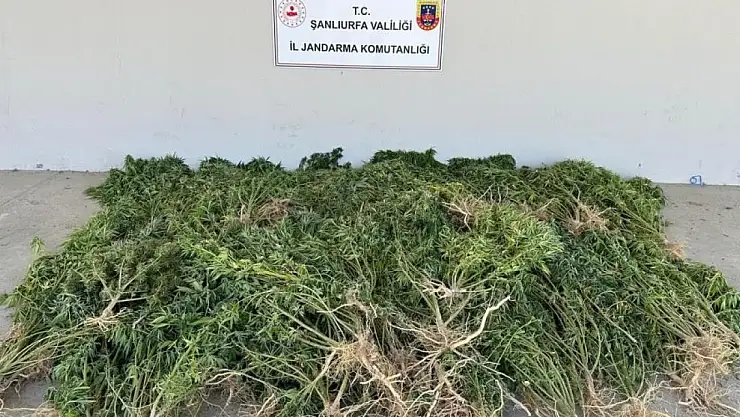 Evinin bahçesine kenevir eken kadın gözaltına alındı