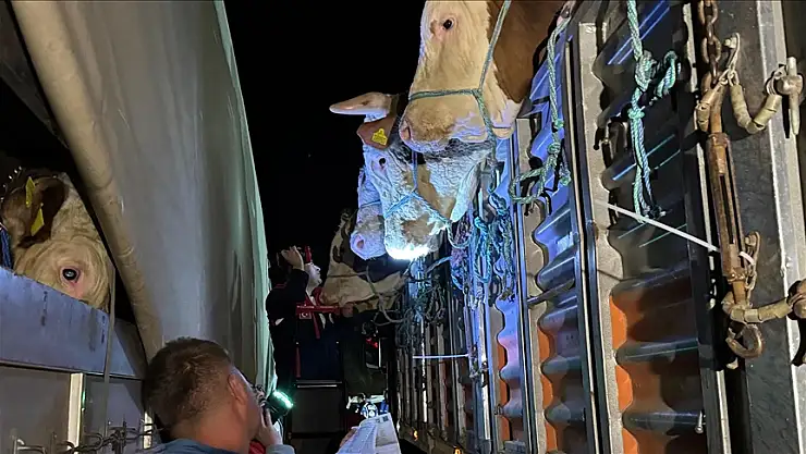 İstanbul'a kurbanlık hayvan girişleri başladı