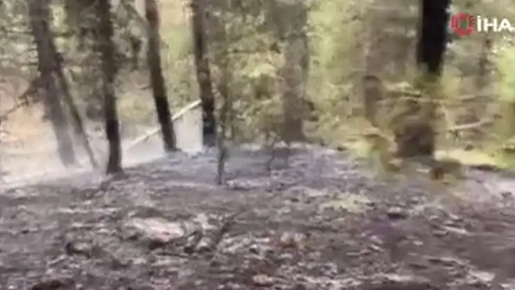 Beypazarı'nda orman yangını