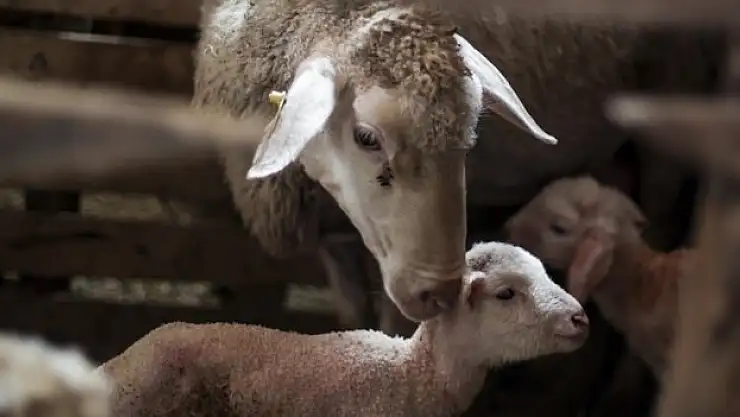 Türkiye yeniden ilk sıraya yükseldi