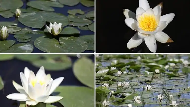 Nilüferler çiçek açtı