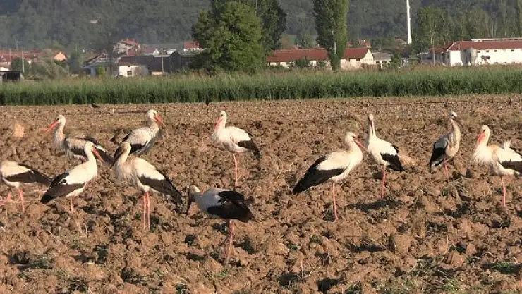 Kütahya'da leyleklerin göçü sürpriz yaşattı