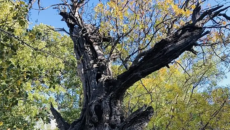 800 yıllık ağacın tescillenmesi için çalışma başlatıldı