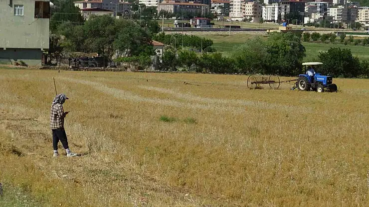 Mercimek hasadı başladı