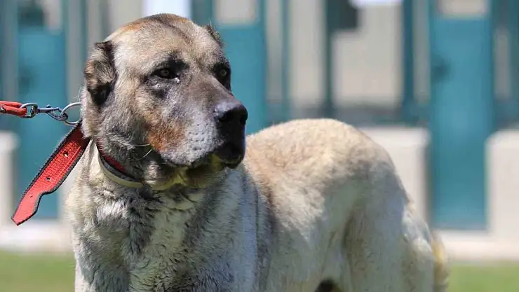 Yavrusunun fiyatı 17 bin 400 lira