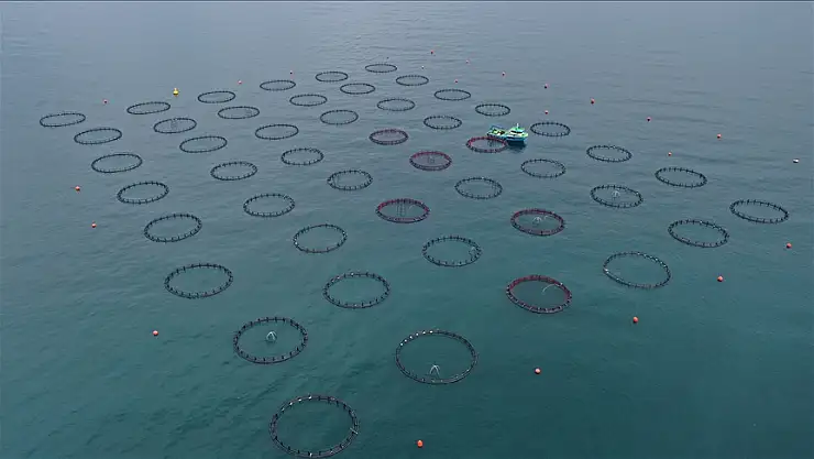 Doğu Karadeniz'in su ürünleri ihracatı 47,8 milyon doları aştı