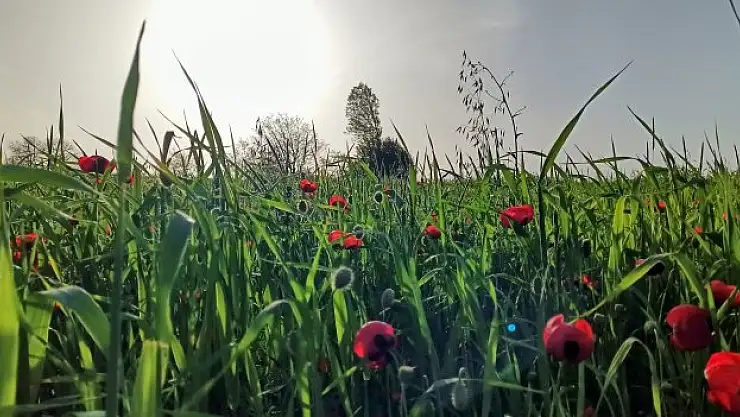 Samsun Çiçek Bahçesine Döndü