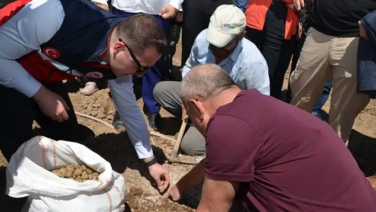 Üreticilere 33 Bin Adet Salep Yumrusu