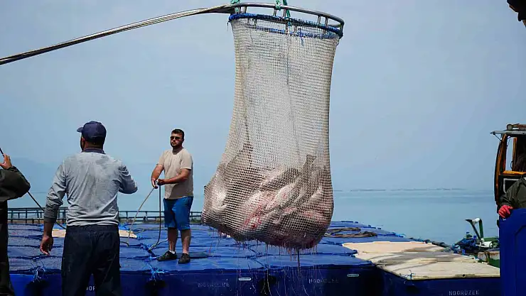 Türk somonu hasadı başladı