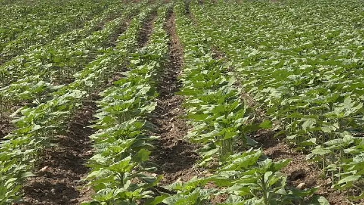 Trakya'da ayçiçeğin gelişimi hız kazandı