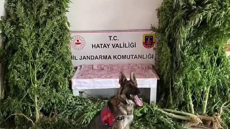 Hatay'da  kenevir serasına operasyon