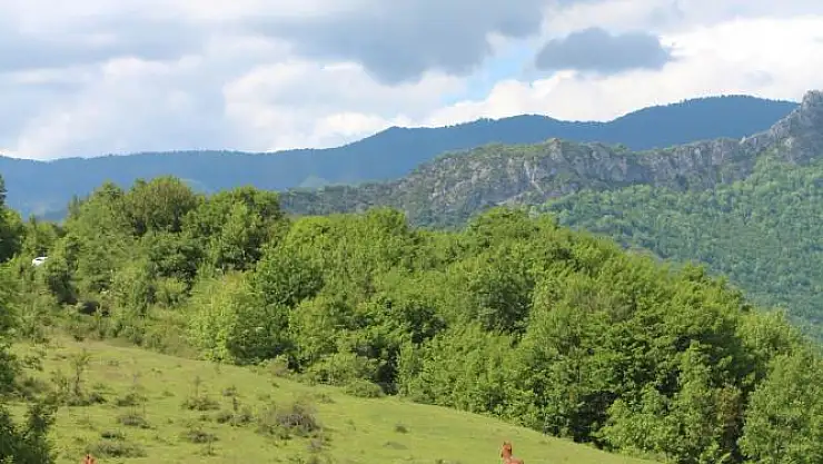 Yılkı atları yaylalarda görünmeye başladı
