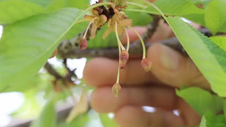 Kiraz üreticisine devlet desteği