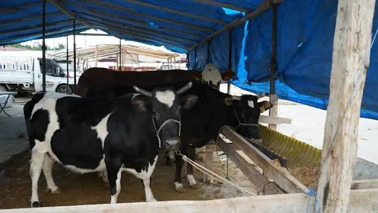 Kurban kesimi için dikkat edilmesi gerekenler