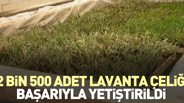 2 bin 500 adet lavanta çeliği başarıyla yetiştirildi
