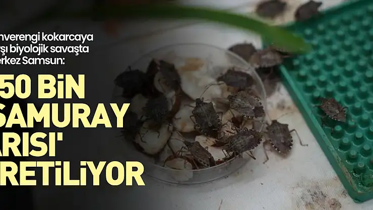 750 bin 'samuray arısı' üretiliyor