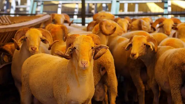 İSTANBUL'UN BU İLÇESİ KURBAN BAYRAMINA HAZIR