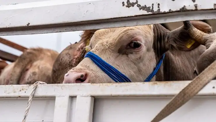 Kurbanlıklara Çankırı'da sıkı denetim