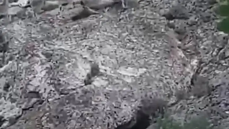 Nesli tükenme tehlikesi altında olan dağ keçileri görüntülendi