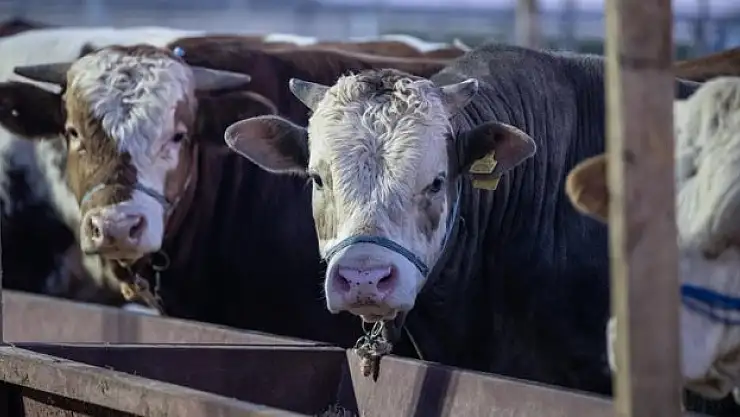 Et ve Süt Kurumu hayvanları satın alacak